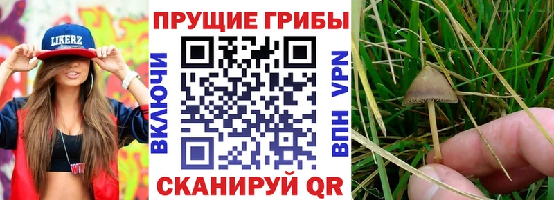 omg Гай Псилоцибиновые грибы ЛСД
